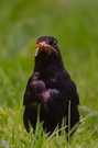 ...Mama-Amsel...