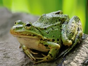 Teichfrosch