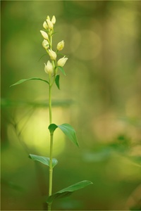 Bleiches Waldvögelein (Cephalanthera Damasonium)