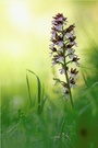 Purpur Knabenkraut (Orchis purpurea)