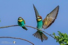 Bienenfresser (Merops apiaster)