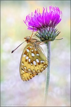 Großer Perlmuttfalter (Speyeria aglaja)