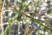 Vierfleck im Geglitzer