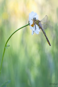 Tief im Gras