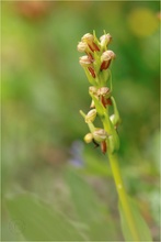 Grüne Hohlzunge (Dactylorhiza viridis)