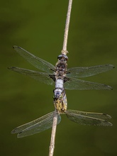 Plattbauchlibellen