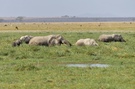 Elefanten im Sumpf von Amboseli