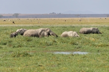 Elefanten im Sumpf von Amboseli