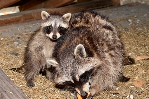 Morgens bei Familie Waschbär