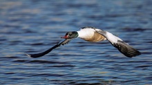 Flugstudie Gänsesäger männlich