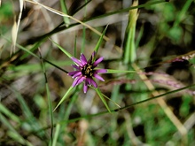 Tragopogon porrifolius, lila Bocksbart