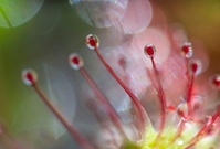 ___rundblättriger Sonnentau____