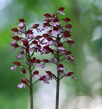 Orchis purpurea (Purpur-Knabenkraut)