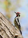 Gelbbauchsaftlecker / Yellow-bellied sapsucker