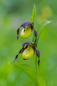 Frauenschuh – Cypripedium calceolus