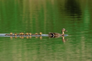 Familie