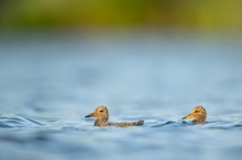 Die Freischwimmer