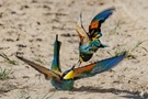 Bienenfresser (Merops apiaster)