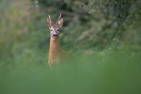 "Konserven"-Bock