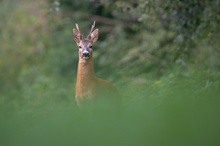 "Konserven"-Bock