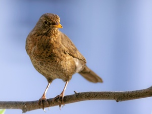 Amsel