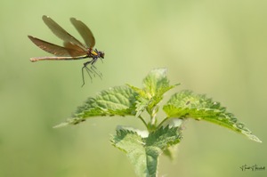 Landeanflug der Prachtlibelle