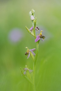 Bienenragwurz