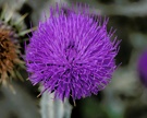 Mariendistel