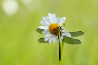 Westliche Keiljungfer auf Margerite
