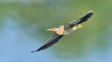 Zwergdommel im Flug