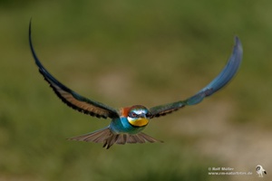 Bienenfresser (Merops apiaster)