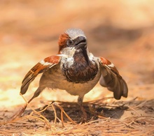 Hausspatz auf Freiersfüssen