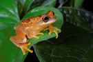 Bromelienlaubfrosch