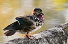 Mandarin Ente