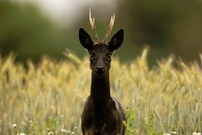 Schwarzes Rehwild