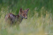 Jungfuchs in der Sommerwiese...