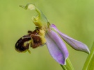 Bienenragwurz ( ophrys opifera )