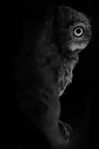 Black and White