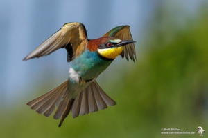 Bienenfresser (Merops apiaster)