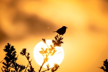 Sonnenuntergang mit Vogel