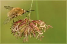 Grosser Wollschweber (Bombylius major)