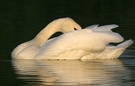 Höckerschwan