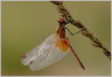 Gefleckte Heidelibelle (Sympetrum flaveolum)