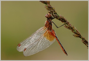 Gefleckte Heidelibelle (Sympetrum flaveolum)