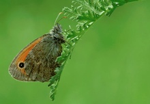 " Kleiner Heufalter " (Coenonympha pamphilus) #2