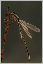 Gemeine Binsenjungfer (Lestes sponsa)