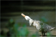 Stockente (Anas platyrhynchos) ND