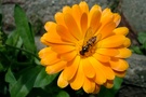Schwebwespe ND