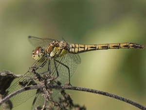 Heidelibelle(ND)