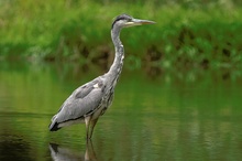 Reiher in der günen "Lagune"     -   ND